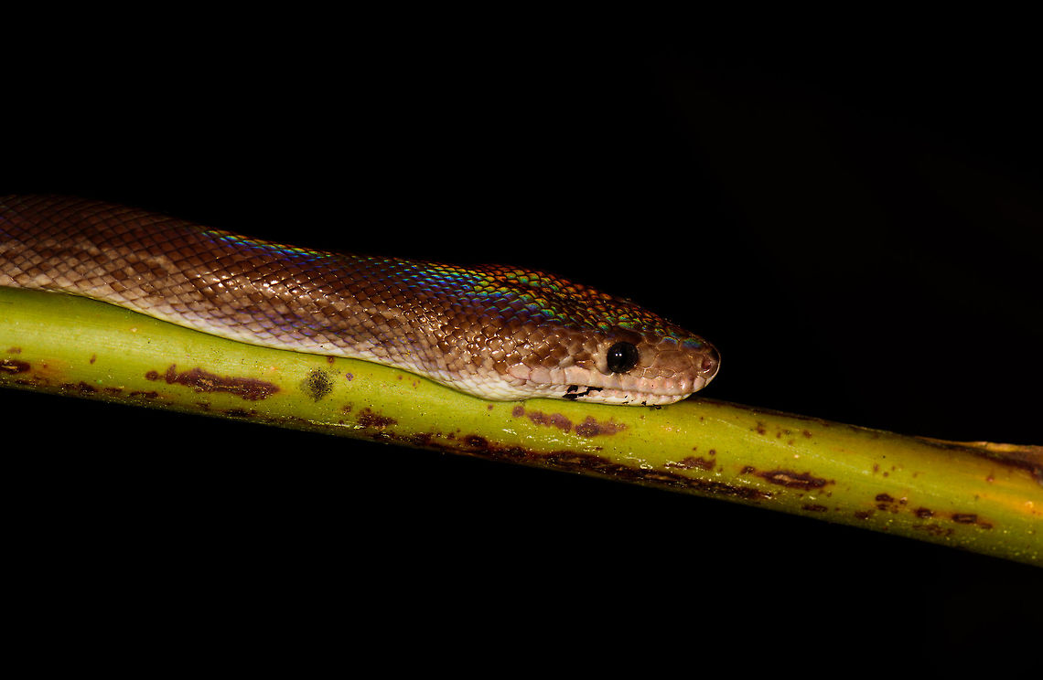 Colombian rainbow boa - head closeup, Uraba, Colombia We love night tours in the jungle, they are some of our favorite type of hikes. Yet we tread carefully. We don't go crawling through tall grass at night (to avoid ticks and snakes). We don't lean on trees, and we avoid the most dense bushes to not walk into all kinds of unexpected things.<br />
<br />
Not so much for the Band Brothers, two brothers that guided us in Uraba, who took a no fear approach to discovering nature. On this awesome night tour, William pulled this glorious rainbow boa from the dense bushes.<br />
<br />
You can see the rainbow iridescence the species is named after. Full body:<br />
<figure class="photo"><a href="https://www.jungledragon.com/image/58668/colombian_rainbow_boa_uraba_colombia.html" title="Colombian rainbow boa, Uraba, Colombia"><img src="https://s3.amazonaws.com/media.jungledragon.com/images/2/58668_thumb.jpg?AWSAccessKeyId=05GMT0V3GWVNE7GGM1R2&Expires=1759968010&Signature=w9DVOw7xGCwuo%2B44IVUwszXuuGQ%3D" width="200" height="116" alt="Colombian rainbow boa, Uraba, Colombia We love night tours in the jungle, they are some of our favorite type of hikes. Yet we tread carefully. We don't go crawling through tall grass at night (to avoid ticks and snakes). We don't lean on trees, and we avoid the most dense bushes to not walk into all kinds of unexpected things. <br />
<br />
Not so much for the Band Brothers, two brothers that guided us in Uraba, who took a no fear approach to discovering nature. On this awesome night tour, William pulled this glorious rainbow boa from the dense bushes.<br />
<br />
This shot shows most of the body from this constrictor. You can see the rainbow iridescence the species is named after.<br />
<br />
https://www.jungledragon.com/image/58670/colombian_rainbow_boa_-_closeup_uraba_colombia.html<br />
https://www.jungledragon.com/image/58669/colombian_rainbow_boa_-_head_closeup_uraba_colombia.html Antioquia,Colombia,Colombia Choco & Pacific region,Epicrates maurus,South America,Uraba,Urabá,World" /></a></figure><br />
Another closeup:<br />
<br />
<figure class="photo"><a href="https://www.jungledragon.com/image/58670/colombian_rainbow_boa_-_closeup_uraba_colombia.html" title="Colombian rainbow boa - closeup, Uraba, Colombia"><img src="https://s3.amazonaws.com/media.jungledragon.com/images/2/58670_thumb.jpg?AWSAccessKeyId=05GMT0V3GWVNE7GGM1R2&Expires=1759968010&Signature=9zMkUpJ0xqquaj5nDMUD7pY8pOI%3D" width="200" height="106" alt="Colombian rainbow boa - closeup, Uraba, Colombia We love night tours in the jungle, they are some of our favorite type of hikes. Yet we tread carefully. We don't go crawling through tall grass at night (to avoid ticks and snakes). We don't lean on trees, and we avoid the most dense bushes to not walk into all kinds of unexpected things.<br />
<br />
Not so much for the Band Brothers, two brothers that guided us in Uraba, who took a no fear approach to discovering nature. On this awesome night tour, William pulled this glorious rainbow boa from the dense bushes.<br />
<br />
You can see the rainbow iridescence the species is named after. Full body:<br />
https://www.jungledragon.com/image/58668/colombian_rainbow_boa_uraba_colombia.html<br />
https://www.jungledragon.com/image/58669/colombian_rainbow_boa_-_head_closeup_uraba_colombia.html Antioquia,Colombia,Colombia Choco & Pacific region,Colombian rainbow boa,Epicrates maurus,South America,Uraba,Urabá,World" /></a></figure> Antioquia,Colombia,Colombia Choco & Pacific region,Colombian rainbow boa,Epicrates maurus,South America,Uraba,Urabá,World