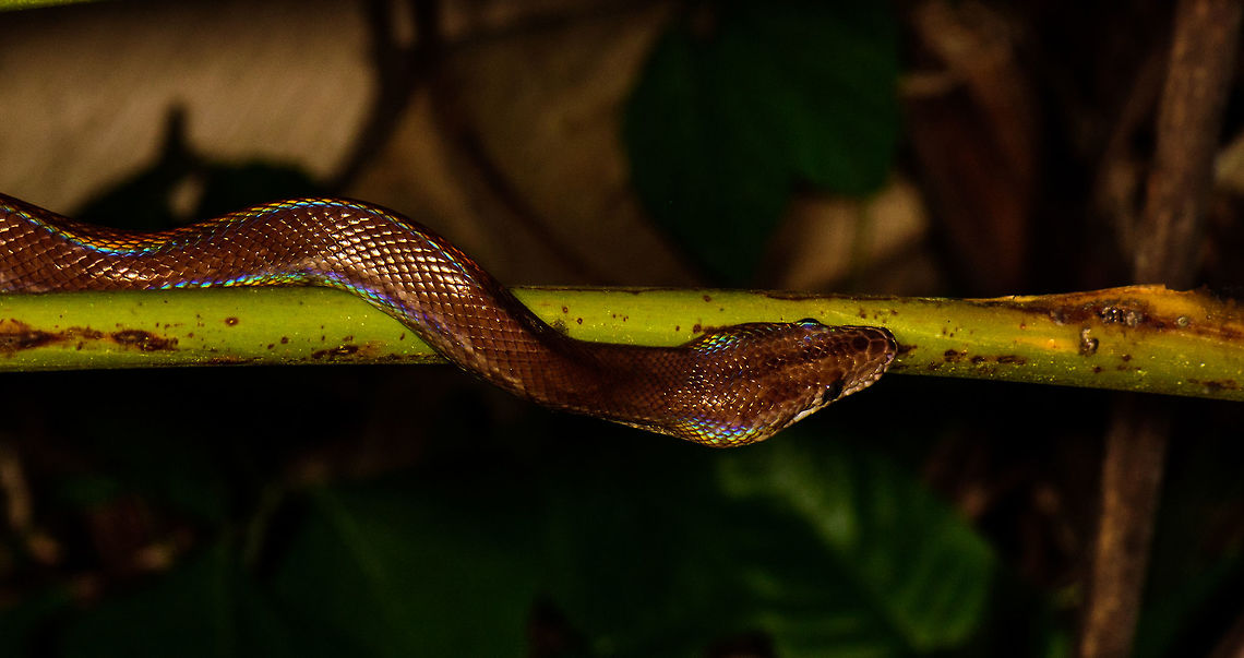 Colombian rainbow boa - closeup, Uraba, Colombia We love night tours in the jungle, they are some of our favorite type of hikes. Yet we tread carefully. We don't go crawling through tall grass at night (to avoid ticks and snakes). We don't lean on trees, and we avoid the most dense bushes to not walk into all kinds of unexpected things.<br />
<br />
Not so much for the Band Brothers, two brothers that guided us in Uraba, who took a no fear approach to discovering nature. On this awesome night tour, William pulled this glorious rainbow boa from the dense bushes.<br />
<br />
You can see the rainbow iridescence the species is named after. Full body:<br />
<figure class="photo"><a href="https://www.jungledragon.com/image/58668/colombian_rainbow_boa_uraba_colombia.html" title="Colombian rainbow boa, Uraba, Colombia"><img src="https://s3.amazonaws.com/media.jungledragon.com/images/2/58668_thumb.jpg?AWSAccessKeyId=05GMT0V3GWVNE7GGM1R2&Expires=1769040010&Signature=wOMumu%2BkQBFDrKTxJiVpFVVZwVg%3D" width="200" height="116" alt="Colombian rainbow boa, Uraba, Colombia We love night tours in the jungle, they are some of our favorite type of hikes. Yet we tread carefully. We don't go crawling through tall grass at night (to avoid ticks and snakes). We don't lean on trees, and we avoid the most dense bushes to not walk into all kinds of unexpected things. <br />
<br />
Not so much for the Band Brothers, two brothers that guided us in Uraba, who took a no fear approach to discovering nature. On this awesome night tour, William pulled this glorious rainbow boa from the dense bushes.<br />
<br />
This shot shows most of the body from this constrictor. You can see the rainbow iridescence the species is named after.<br />
<br />
https://www.jungledragon.com/image/58670/colombian_rainbow_boa_-_closeup_uraba_colombia.html<br />
https://www.jungledragon.com/image/58669/colombian_rainbow_boa_-_head_closeup_uraba_colombia.html Antioquia,Colombia,Colombia Choco &amp; Pacific region,Epicrates maurus,South America,Uraba,Urab&aacute;,World" /></a></figure><br />
<figure class="photo"><a href="https://www.jungledragon.com/image/58669/colombian_rainbow_boa_-_head_closeup_uraba_colombia.html" title="Colombian rainbow boa - head closeup, Uraba, Colombia"><img src="https://s3.amazonaws.com/media.jungledragon.com/images/2/58669_thumb.jpg?AWSAccessKeyId=05GMT0V3GWVNE7GGM1R2&Expires=1769040010&Signature=6IMSQjLr4PzeW%2FHS3VkGJlsVZYg%3D" width="200" height="132" alt="Colombian rainbow boa - head closeup, Uraba, Colombia We love night tours in the jungle, they are some of our favorite type of hikes. Yet we tread carefully. We don't go crawling through tall grass at night (to avoid ticks and snakes). We don't lean on trees, and we avoid the most dense bushes to not walk into all kinds of unexpected things.<br />
<br />
Not so much for the Band Brothers, two brothers that guided us in Uraba, who took a no fear approach to discovering nature. On this awesome night tour, William pulled this glorious rainbow boa from the dense bushes.<br />
<br />
You can see the rainbow iridescence the species is named after. Full body:<br />
https://www.jungledragon.com/image/58668/colombian_rainbow_boa_uraba_colombia.html<br />
Another closeup:<br />
<br />
https://www.jungledragon.com/image/58670/colombian_rainbow_boa_-_closeup_uraba_colombia.html Antioquia,Colombia,Colombia Choco &amp; Pacific region,Colombian rainbow boa,Epicrates maurus,South America,Uraba,Urab&aacute;,World" /></a></figure> Antioquia,Colombia,Colombia Choco & Pacific region,Colombian rainbow boa,Epicrates maurus,South America,Uraba,Urab&aacute;,World