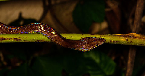 Colombian rainbow boa - closeup, Uraba, Colombia We love night tours in the jungle, they are some of our favorite type of hikes. Yet we tread carefully. We don't go crawling through tall grass at night (to avoid ticks and snakes). We don't lean on trees, and we avoid the most dense bushes to not walk into all kinds of unexpected things.
Not so much for the Band Brothers, two brothers that guided us in Uraba, who took a no fear approach to discovering nature. On this awesome night tour, William pulled this glorious rainbow boa from the dense bushes.
You can see the rainbow iridescence the species is named after. Full body:
https://www.jungledragon.com/image/58668/colombian_rainbow_boa_uraba_colombia.html
https://www.jungledragon.com/image/58669/colombian_rainbow_boa_-_head_closeup_uraba_colombia.html Antioquia,Colombia,Colombia Choco & Pacific region,Colombian rainbow boa,Epicrates maurus,South America,Uraba,Urabá,World