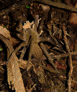Phoneutria sp., Uraba, Colombia ID by Hubert H&ouml;fer.
Can't see its eyes fully from this angle but could be a wandering spider. Found on the forest floor at night. It seems to hold on to a processed dry leaf, not sure if this is possible material for its burrow, don't know much about spiders. Antioquia,Colombia,Colombia Choco & Pacific region,South America,Uraba,Urab&aacute;,World