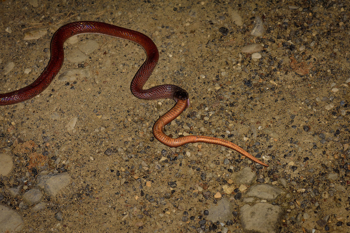 Ratonel cannibal behavior, Uraba, Colombia 10 minutes after our guide pulled a Colombian rainbow boa out of the bushes at night, here&#039;s comes another snake. An observation we will not soon forget. This is a Ratonel, which is known to feed on any animal it can handle, including other snakes and animals larger than itself.<br />
<br />
The idea was to place it on the roadside for a few quick photos, and then place it back. What we could not foresee was that the Ratonel, probably from stress, puked out another snake. And that other snake, is another Ratonel. In this photo you see the underside of the eaten Ratonel, the other side side has the dark red just like the living Ratonel.<br />
<br />
So this looks like cannibalistic behavior. I&#039;ve been searching around but haven&#039;t yet found information about this being known behavior, so this could be scientifically relevant.<br />
<br />
<figure class="photo"><a href="https://www.jungledragon.com/image/58683/ratonel_cannibal_behavior_-_ii_uraba_colombia.html" title="Ratonel cannibal behavior - II, Uraba, Colombia"><img src="https://s3.amazonaws.com/media.jungledragon.com/images/2/58683_thumb.jpg?AWSAccessKeyId=05GMT0V3GWVNE7GGM1R2&Expires=1759968010&Signature=SUIQBEhJd%2BhIdIsPr9V0Rib0LWg%3D" width="200" height="106" alt="Ratonel cannibal behavior - II, Uraba, Colombia 10 minutes after our guide pulled a Colombian rainbow boa out of the bushes at night, here&#039;s comes another snake. An observation we will not soon forget. This is a Ratonel, which is known to feed on any animal it can handle, including other snakes and animals larger than itself.<br />
<br />
The idea was to place it on the roadside for a few quick photos, and then place it back. What we could not foresee was that the Ratonel, probably from stress, puked out another snake. And that other snake, is another Ratonel. In this photo you see the underside of the eaten Ratonel, the other side side has the dark red just like the living Ratonel.<br />
<br />
So this looks like cannibalistic behavior. I&#039;ve been searching around but haven&#039;t yet found information about this being known behavior, so this could be scientifically relevant. Antioquia,Colombia,Colombia Choco &amp; Pacific region,Pseudoboa neuwiedii,Ratonel,South America,Uraba,Urab&aacute;,World" /></a></figure><br />
<figure class="photo"><a href="https://www.jungledragon.com/image/58682/ratonel_cannibal_behavior_-_closeup_uraba_colombia.html" title="Ratonel cannibal behavior - closeup, Uraba, Colombia"><img src="https://s3.amazonaws.com/media.jungledragon.com/images/2/58682_thumb.jpg?AWSAccessKeyId=05GMT0V3GWVNE7GGM1R2&Expires=1759968010&Signature=kVMyiF7a9yFw1u6Ny6Ongs0EozY%3D" width="102" height="152" alt="Ratonel cannibal behavior - closeup, Uraba, Colombia 10 minutes after our guide pulled a Colombian rainbow boa out of the bushes at night, here&#039;s comes another snake. An observation we will not soon forget. This is a Ratonel, which is known to feed on any animal it can handle, including other snakes and animals larger than itself.<br />
<br />
The idea was to place it on the roadside for a few quick photos, and then place it back. What we could not foresee was that the Ratonel, probably from stress, puked out another snake. And that other snake, is another Ratonel. In this photo you see the underside of the eaten Ratonel, the other side side has the dark red just like the living Ratonel.<br />
<br />
So this looks like cannibalistic behavior. I&#039;ve been searching around but haven&#039;t yet found information about this being known behavior, so this could be scientifically relevant. <br />
<br />
https://www.jungledragon.com/image/58681/ratonel_cannibal_behavior_uraba_colombia.html Antioquia,Colombia,Colombia Choco &amp; Pacific region,Pseudoboa neuwiedii,Ratonel,South America,Uraba,Urab&aacute;,World" /></a></figure> Antioquia,Colombia,Colombia Choco & Pacific region,Pseudoboa neuwiedii,South America,Uraba,Urabá,World,cannibalism