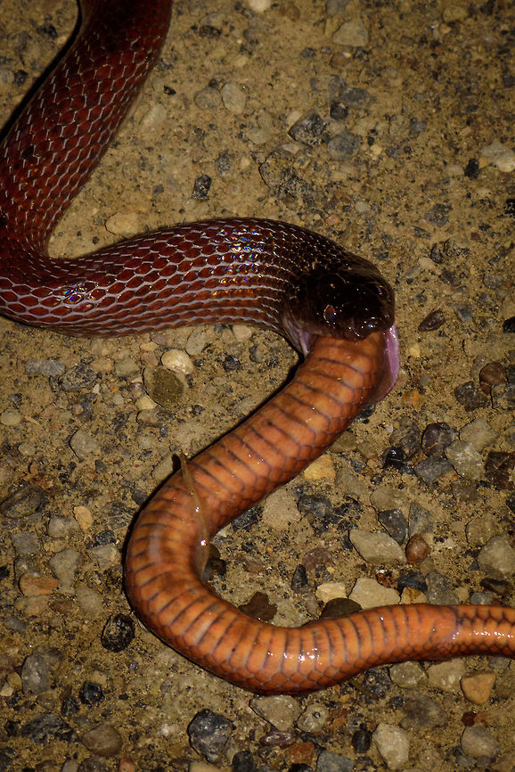 Ratonel cannibal behavior - closeup, Uraba, Colombia 10 minutes after our guide pulled a Colombian rainbow boa out of the bushes at night, here's comes another snake. An observation we will not soon forget. This is a Ratonel, which is known to feed on any animal it can handle, including other snakes and animals larger than itself.<br />
<br />
The idea was to place it on the roadside for a few quick photos, and then place it back. What we could not foresee was that the Ratonel, probably from stress, puked out another snake. And that other snake, is another Ratonel. In this photo you see the underside of the eaten Ratonel, the other side side has the dark red just like the living Ratonel.<br />
<br />
So this looks like cannibalistic behavior. I've been searching around but haven't yet found information about this being known behavior, so this could be scientifically relevant. <br />
<br />
<figure class="photo"><a href="https://www.jungledragon.com/image/58681/ratonel_cannibal_behavior_uraba_colombia.html" title="Ratonel cannibal behavior, Uraba, Colombia"><img src="https://s3.amazonaws.com/media.jungledragon.com/images/2/58681_thumb.jpg?AWSAccessKeyId=05GMT0V3GWVNE7GGM1R2&Expires=1770854410&Signature=Qg%2Beamj3UyUQaka0DbPvNU7HZUI%3D" width="200" height="134" alt="Ratonel cannibal behavior, Uraba, Colombia 10 minutes after our guide pulled a Colombian rainbow boa out of the bushes at night, here's comes another snake. An observation we will not soon forget. This is a Ratonel, which is known to feed on any animal it can handle, including other snakes and animals larger than itself.<br />
<br />
The idea was to place it on the roadside for a few quick photos, and then place it back. What we could not foresee was that the Ratonel, probably from stress, puked out another snake. And that other snake, is another Ratonel. In this photo you see the underside of the eaten Ratonel, the other side side has the dark red just like the living Ratonel.<br />
<br />
So this looks like cannibalistic behavior. I've been searching around but haven't yet found information about this being known behavior, so this could be scientifically relevant.<br />
<br />
https://www.jungledragon.com/image/58683/ratonel_cannibal_behavior_-_ii_uraba_colombia.html<br />
https://www.jungledragon.com/image/58682/ratonel_cannibal_behavior_-_closeup_uraba_colombia.html Antioquia,Colombia,Colombia Choco &amp; Pacific region,Pseudoboa neuwiedii,South America,Uraba,Urab&aacute;,World,cannibalism" /></a></figure> Antioquia,Colombia,Colombia Choco & Pacific region,Pseudoboa neuwiedii,Ratonel,South America,Uraba,Urab&aacute;,World