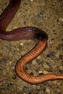 Ratonel cannibal behavior - closeup, Uraba, Colombia 10 minutes after our guide pulled a Colombian rainbow boa out of the bushes at night, here's comes another snake. An observation we will not soon forget. This is a Ratonel, which is known to feed on any animal it can handle, including other snakes and animals larger than itself.
The idea was to place it on the roadside for a few quick photos, and then place it back. What we could not foresee was that the Ratonel, probably from stress, puked out another snake. And that other snake, is another Ratonel. In this photo you see the underside of the eaten Ratonel, the other side side has the dark red just like the living Ratonel.
So this looks like cannibalistic behavior. I've been searching around but haven't yet found information about this being known behavior, so this could be scientifically relevant.
https://www.jungledragon.com/image/58681/ratonel_cannibal_behavior_uraba_colombia.html Antioquia,Colombia,Colombia Choco & Pacific region,Pseudoboa neuwiedii,Ratonel,South America,Uraba,Urabá,World