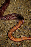 Ratonel cannibal behavior - closeup, Uraba, Colombia 10 minutes after our guide pulled a Colombian rainbow boa out of the bushes at night, here's comes another snake. An observation we will not soon forget. This is a Ratonel, which is known to feed on any animal it can handle, including other snakes and animals larger than itself.<br />
<br />
The idea was to place it on the roadside for a few quick photos, and then place it back. What we could not foresee was that the Ratonel, probably from stress, puked out another snake. And that other snake, is another Ratonel. In this photo you see the underside of the eaten Ratonel, the other side side has the dark red just like the living Ratonel.<br />
<br />
So this looks like cannibalistic behavior. I've been searching around but haven't yet found information about this being known behavior, so this could be scientifically relevant. <br />
<br />
https://www.jungledragon.com/image/58681/ratonel_cannibal_behavior_uraba_colombia.html Antioquia,Colombia,Colombia Choco & Pacific region,Pseudoboa neuwiedii,Ratonel,South America,Uraba,Urabá,World