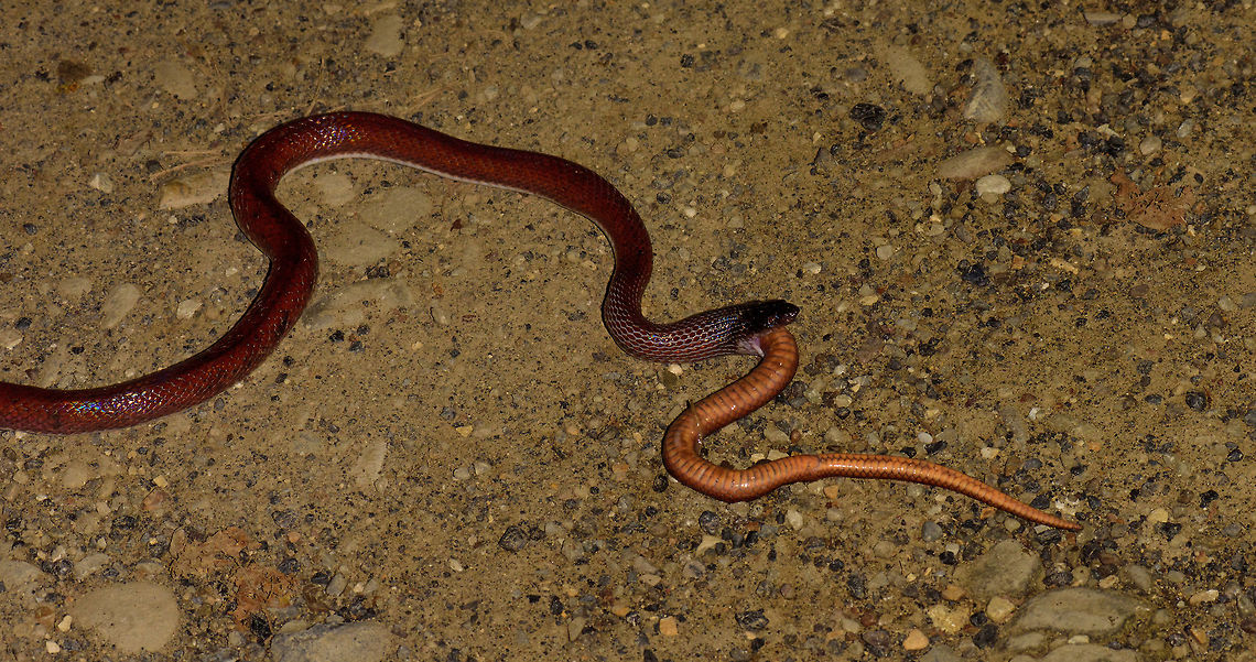 Ratonel cannibal behavior - II, Uraba, Colombia 10 minutes after our guide pulled a Colombian rainbow boa out of the bushes at night, here's comes another snake. An observation we will not soon forget. This is a Ratonel, which is known to feed on any animal it can handle, including other snakes and animals larger than itself.<br />
<br />
The idea was to place it on the roadside for a few quick photos, and then place it back. What we could not foresee was that the Ratonel, probably from stress, puked out another snake. And that other snake, is another Ratonel. In this photo you see the underside of the eaten Ratonel, the other side side has the dark red just like the living Ratonel.<br />
<br />
So this looks like cannibalistic behavior. I've been searching around but haven't yet found information about this being known behavior, so this could be scientifically relevant. Antioquia,Colombia,Colombia Choco & Pacific region,Pseudoboa neuwiedii,Ratonel,South America,Uraba,Urab&aacute;,World