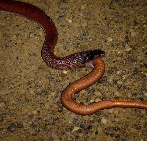 Ratonel cannibal behavior - closeup II, Uraba, Colombia 10 minutes after our guide pulled a Colombian rainbow boa out of the bushes at night, here's comes another snake. An observation we will not soon forget. This is a Ratonel, which is known to feed on any animal it can handle, including other snakes and animals larger than itself.

The idea was to place it on the roadside for a few quick photos, and then place it back. What we could not foresee was that the Ratonel, probably from stress, puked out another snake. And that other snake, is another Ratonel. In this photo you see the underside of the eaten Ratonel, the other side side has the dark red just like the living Ratonel.

So this looks like cannibalistic behavior. I've been searching around but haven't yet found information about this being known behavior, so this could be scientifically relevant. 

https://www.jungledragon.com/image/58683/ratonel_cannibal_behavior_-_ii_uraba_colombia.html Antioquia,Colombia,Colombia Choco & Pacific region,Pseudoboa neuwiedii,Ratonel,South America,Uraba,Urabá,World