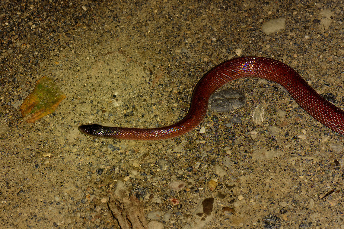Ratonel at night, Uraba, Colombia Pulled from the bushes at night, this Ratonel is known to eat any animal it can handle. Does it look to you like this snake has an entire snake inside of it in its current state? Check this:<br />
<figure class="photo"><a href="https://www.jungledragon.com/image/58681/ratonel_cannibal_behavior_uraba_colombia.html" title="Ratonel cannibal behavior, Uraba, Colombia"><img src="https://s3.amazonaws.com/media.jungledragon.com/images/2/58681_thumb.jpg?AWSAccessKeyId=05GMT0V3GWVNE7GGM1R2&Expires=1759968010&Signature=%2B%2B62gVXCNruQwxmNoqvs5baTGec%3D" width="200" height="134" alt="Ratonel cannibal behavior, Uraba, Colombia 10 minutes after our guide pulled a Colombian rainbow boa out of the bushes at night, here&#039;s comes another snake. An observation we will not soon forget. This is a Ratonel, which is known to feed on any animal it can handle, including other snakes and animals larger than itself.<br />
<br />
The idea was to place it on the roadside for a few quick photos, and then place it back. What we could not foresee was that the Ratonel, probably from stress, puked out another snake. And that other snake, is another Ratonel. In this photo you see the underside of the eaten Ratonel, the other side side has the dark red just like the living Ratonel.<br />
<br />
So this looks like cannibalistic behavior. I&#039;ve been searching around but haven&#039;t yet found information about this being known behavior, so this could be scientifically relevant.<br />
<br />
https://www.jungledragon.com/image/58683/ratonel_cannibal_behavior_-_ii_uraba_colombia.html<br />
https://www.jungledragon.com/image/58682/ratonel_cannibal_behavior_-_closeup_uraba_colombia.html Antioquia,Colombia,Colombia Choco &amp; Pacific region,Pseudoboa neuwiedii,South America,Uraba,Urab&aacute;,World,cannibalism" /></a></figure> Antioquia,Colombia,Colombia Choco & Pacific region,Pseudoboa neuwiedii,Ratonel,South America,Uraba,Urabá,World