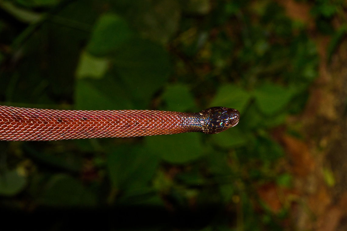 Ratonel at night - head closeup, Uraba, Colombia Pulled from the bushes at night, this Ratonel is known to eat any animal it can handle. Does it look to you like this snake has an entire snake inside of it in its current state? Check this:<br />
<figure class="photo"><a href="https://www.jungledragon.com/image/58681/ratonel_cannibal_behavior_uraba_colombia.html" title="Ratonel cannibal behavior, Uraba, Colombia"><img src="https://s3.amazonaws.com/media.jungledragon.com/images/2/58681_thumb.jpg?AWSAccessKeyId=05GMT0V3GWVNE7GGM1R2&Expires=1763596810&Signature=oWU2yddHytAEN3DpYTDEnidC%2BIY%3D" width="200" height="134" alt="Ratonel cannibal behavior, Uraba, Colombia 10 minutes after our guide pulled a Colombian rainbow boa out of the bushes at night, here&#039;s comes another snake. An observation we will not soon forget. This is a Ratonel, which is known to feed on any animal it can handle, including other snakes and animals larger than itself.<br />
<br />
The idea was to place it on the roadside for a few quick photos, and then place it back. What we could not foresee was that the Ratonel, probably from stress, puked out another snake. And that other snake, is another Ratonel. In this photo you see the underside of the eaten Ratonel, the other side side has the dark red just like the living Ratonel.<br />
<br />
So this looks like cannibalistic behavior. I&#039;ve been searching around but haven&#039;t yet found information about this being known behavior, so this could be scientifically relevant.<br />
<br />
https://www.jungledragon.com/image/58683/ratonel_cannibal_behavior_-_ii_uraba_colombia.html<br />
https://www.jungledragon.com/image/58682/ratonel_cannibal_behavior_-_closeup_uraba_colombia.html Antioquia,Colombia,Colombia Choco &amp; Pacific region,Pseudoboa neuwiedii,South America,Uraba,Urab&aacute;,World,cannibalism" /></a></figure> Antioquia,Colombia,Colombia Choco & Pacific region,Pseudoboa neuwiedii,Ratonel,South America,Uraba,Urabá,World