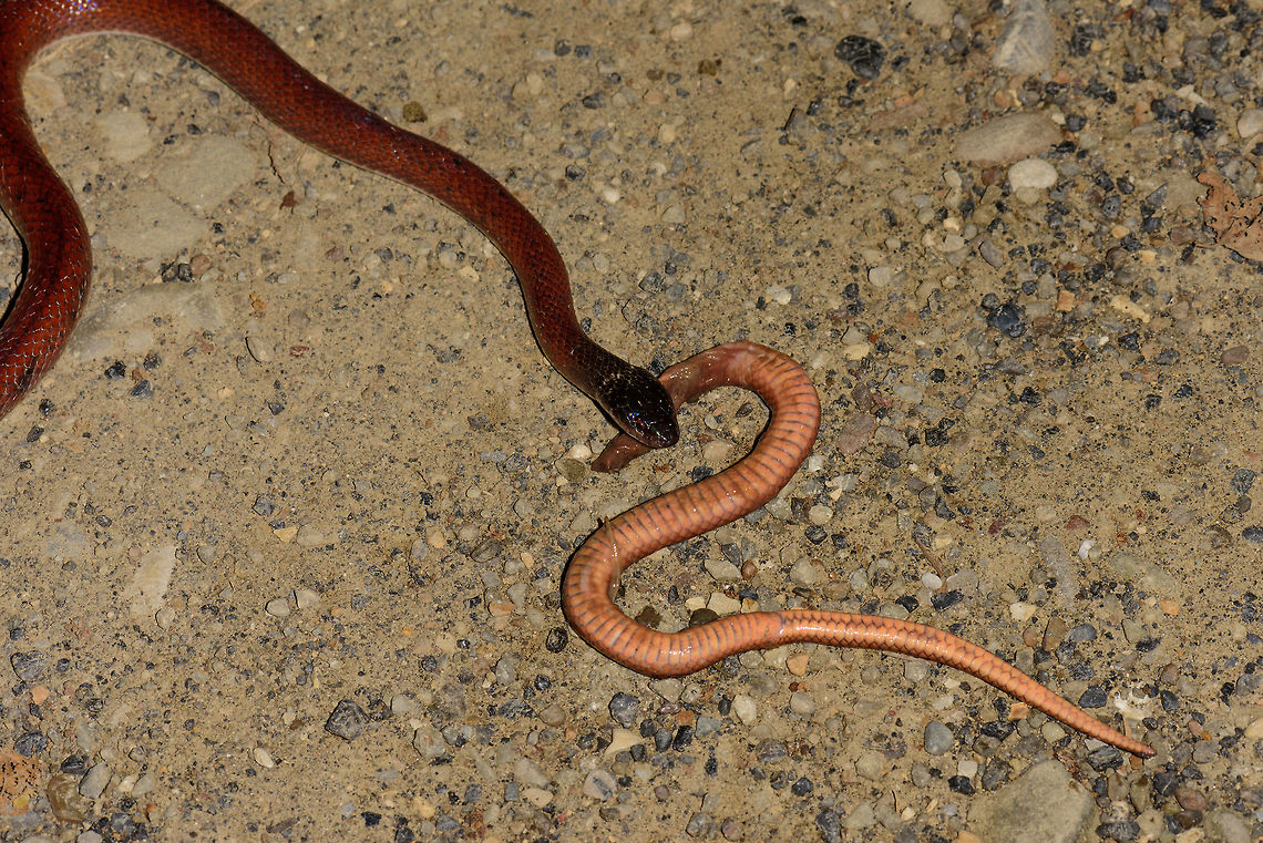 Ratonel at night - partly digested snake, Uraba, Colombia 10 minutes after our guide pulled a Colombian rainbow boa out of the bushes at night, here's comes another snake. An observation we will not soon forget. This is a Ratonel, which is known to feed on any animal it can handle, including other snakes and animals larger than itself.<br />
<br />
The idea was to place it on the roadside for a few quick photos, and then place it back. What we could not foresee was that the Ratonel, probably from stress, puked out another snake. And that other snake, is another Ratonel. In this photo you see the underside of the eaten Ratonel, the other side side has the dark red just like the living Ratonel.<br />
<br />
So this looks like cannibalistic behavior. I've been searching around but haven't yet found information about this being known behavior, so this could be scientifically relevant. Antioquia,Colombia,Colombia Choco & Pacific region,Pseudoboa neuwiedii,Ratonel,South America,Uraba,Urabá,World