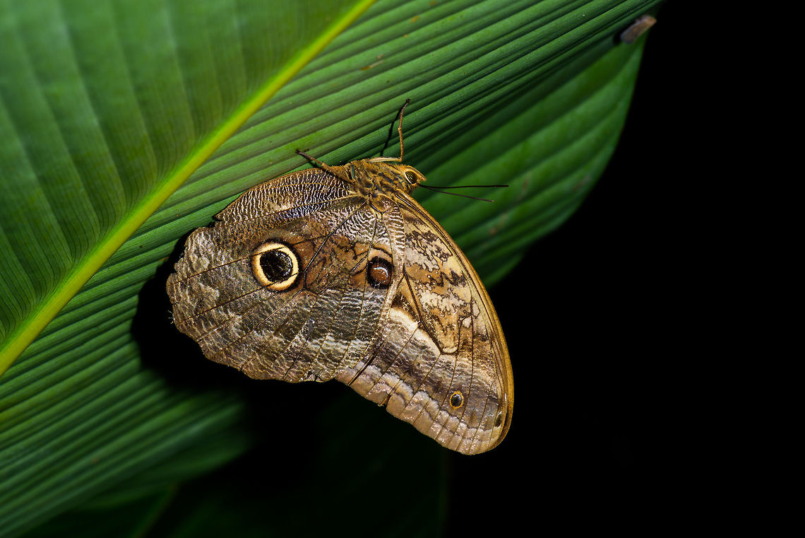 Caligo zeuxippus, Uraba, Colombia Found resting at night in Uraba, Colombia. Identification is tricky, I based it on this guide:<br />
<a href="http://www.neotropicalbutterflies.com/colombiapdf/PDFs/PDF13" rel="nofollow">http://www.neotropicalbutterflies.com/colombiapdf/PDFs/PDF13</a> Montezuma_Mar03_2016.pdf<br />
I&#039;m thinking this may be the Caligo zeuxippus obscurus sub species, but I could be wrong. Antioquia,Caligo zeuxippus,Colombia,Colombia Choco & Pacific region,South America,Uraba,Urabá,World