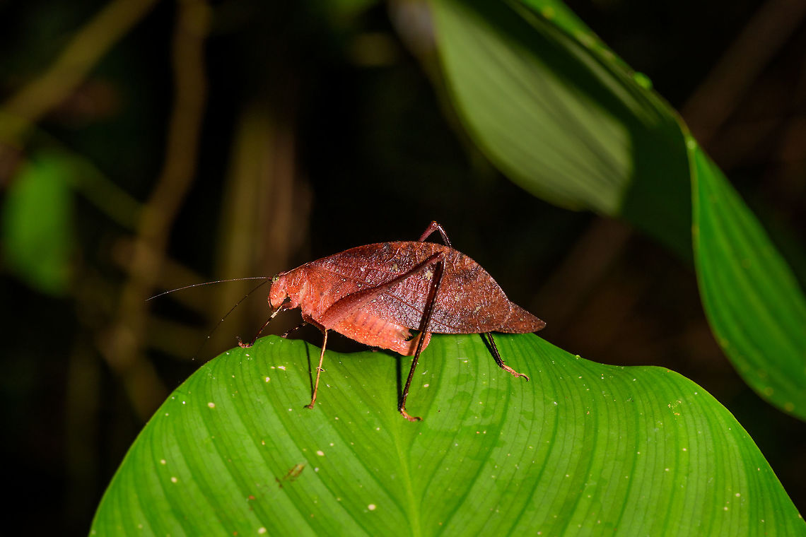 Red Leaf Katydid, Uraba, Colombia  Antioquia,Colombia,Colombia Choco & Pacific region,Orophus tessellatus,South America,Uraba,Urab&aacute;,World