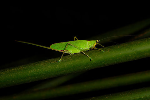 Green katydid at night, Uraba, Colombia Somewhat similar to this observation in Montezuma:
https://www.jungledragon.com/image/56852/katydid_with_horn_tatama_national_park_colombia.html Antioquia,Colombia,Colombia Choco & Pacific region,South America,Uraba,Urabá,World