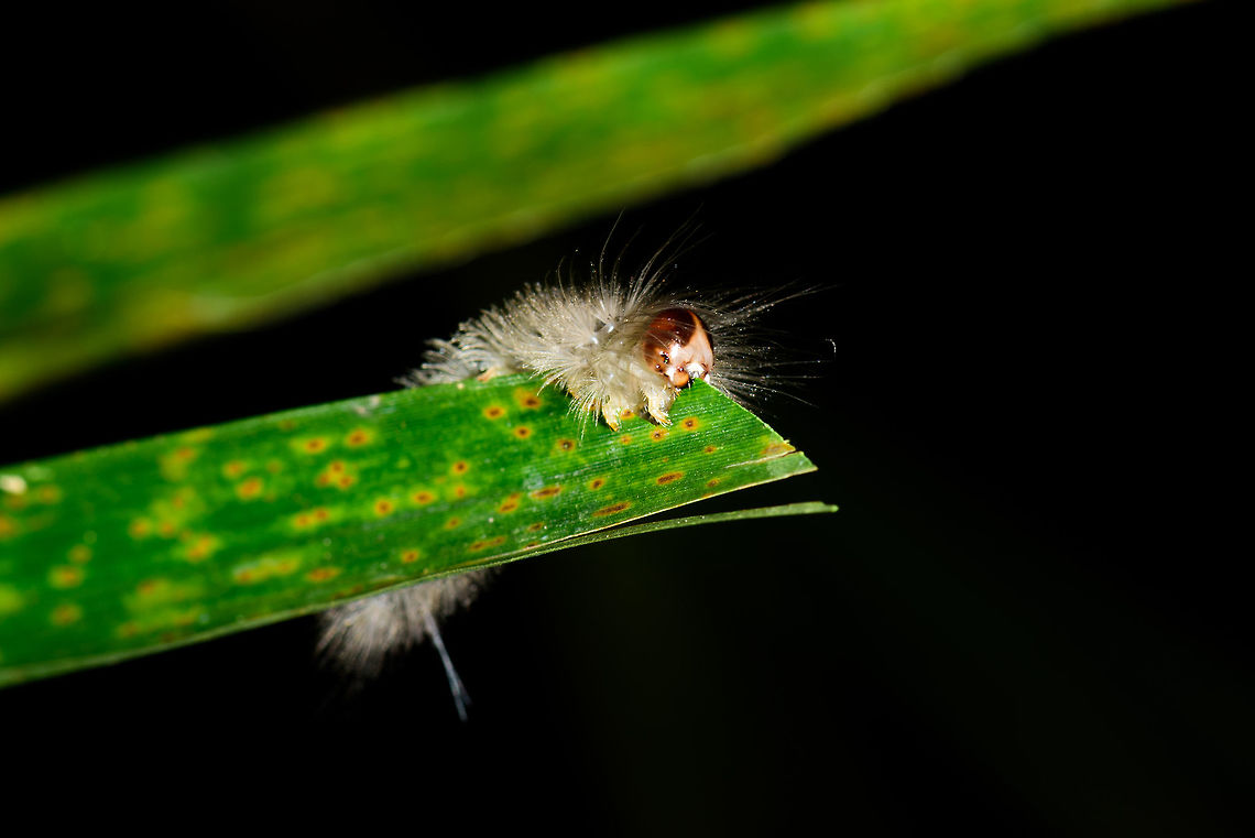 White-haired caterpillar feeding, Uraba, Colombia Long white hairs, reddish brown head, size about 2-3cm. Antioquia,Colombia,Colombia Choco & Pacific region,South America,Uraba,Urab&aacute;,World