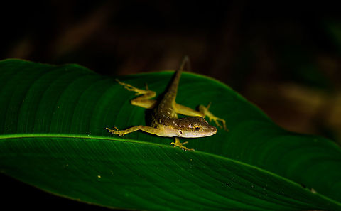 Small anolis on leaf, Uraba, Colombia  Antioquia,Colombia,Colombia Choco & Pacific region,South America,Uraba,Urab&aacute;,World