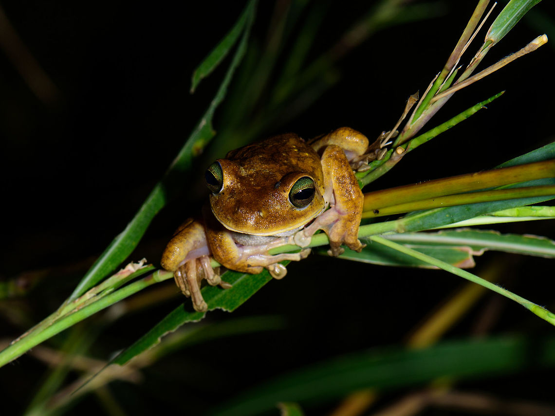Emerald-eyed tree frog, Uraba, Colombia Relatively large tree frog with remarkable eyes. We found it close to a small stream at the Uraba university terrain at night. It acted pretty calm when found. A closer look at its eyes:<br />
<figure class="photo"><a href="https://www.jungledragon.com/image/58777/emerald-eyed_tree_frog_-_head_closeup_uraba_colombia.html" title="Emerald-eyed tree frog - head closeup, Uraba, Colombia"><img src="https://s3.amazonaws.com/media.jungledragon.com/images/2/58777_thumb.jpg?AWSAccessKeyId=05GMT0V3GWVNE7GGM1R2&Expires=1759968010&Signature=6kfFL%2FaU8Jl054M3Fm8yU13OBhQ%3D" width="200" height="150" alt="Emerald-eyed tree frog - head closeup, Uraba, Colombia Relatively large tree frog with remarkable eyes. We found it close to a small stream at the Uraba university terrain at night. It acted pretty calm when found. <br />
https://www.jungledragon.com/image/58779/emerald-eyed_tree_frog_-_eye_closeup_uraba_colombia.html Antioquia,Colombia,Colombia Choco &amp; Pacific region,Emerald-eyed tree frog,Hypsiboas crepitans,South America,Uraba,Urab&aacute;,World" /></a></figure><br />
<figure class="photo"><a href="https://www.jungledragon.com/image/58779/emerald-eyed_tree_frog_-_eye_closeup_uraba_colombia.html" title="Emerald-eyed tree frog - eye closeup, Uraba, Colombia"><img src="https://s3.amazonaws.com/media.jungledragon.com/images/2/58779_thumb.jpg?AWSAccessKeyId=05GMT0V3GWVNE7GGM1R2&Expires=1759968010&Signature=FZXjP4s3XsYGIUiIHtCT4b%2BxkEs%3D" width="118" height="152" alt="Emerald-eyed tree frog - eye closeup, Uraba, Colombia Relatively large tree frog with remarkable eyes. We found it close to a small stream at the Uraba university terrain at night. It acted pretty calm when found.<br />
https://www.jungledragon.com/image/58776/emerald-eyed_tree_frog_uraba_colombia.html Antioquia,Colombia,Colombia Choco &amp; Pacific region,Emerald-eyed tree frog,Hypsiboas crepitans,South America,Uraba,Urab&aacute;,World" /></a></figure> Antioquia,Colombia,Colombia Choco & Pacific region,Hypsiboas crepitans,South America,Uraba,Urabá,World