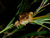 Emerald-eyed tree frog, Uraba, Colombia Relatively large tree frog with remarkable eyes. We found it close to a small stream at the Uraba university terrain at night. It acted pretty calm when found. A closer look at its eyes:<br />
https://www.jungledragon.com/image/58777/emerald-eyed_tree_frog_-_head_closeup_uraba_colombia.html<br />
https://www.jungledragon.com/image/58779/emerald-eyed_tree_frog_-_eye_closeup_uraba_colombia.html Antioquia,Colombia,Colombia Choco & Pacific region,Hypsiboas crepitans,South America,Uraba,Urabá,World