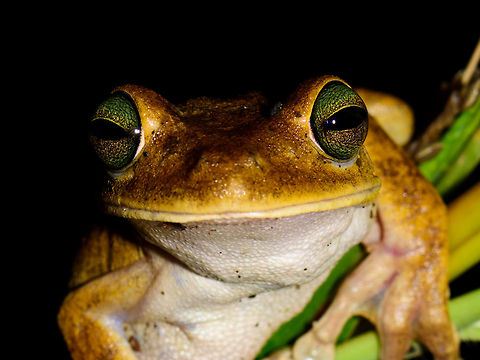 Emerald-eyed tree frog - head closeup, Uraba, Colombia Relatively large tree frog with remarkable eyes. We found it close to a small stream at the Uraba university terrain at night. It acted pretty calm when found. 
https://www.jungledragon.com/image/58779/emerald-eyed_tree_frog_-_eye_closeup_uraba_colombia.html Antioquia,Colombia,Colombia Choco & Pacific region,Emerald-eyed tree frog,Hypsiboas crepitans,South America,Uraba,Urab&aacute;,World