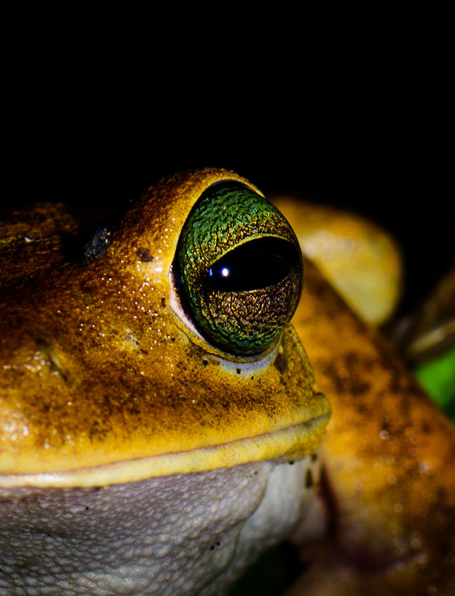 Emerald-eyed tree frog - eye closeup, Uraba, Colombia Relatively large tree frog with remarkable eyes. We found it close to a small stream at the Uraba university terrain at night. It acted pretty calm when found.<br />
<figure class="photo"><a href="https://www.jungledragon.com/image/58776/emerald-eyed_tree_frog_uraba_colombia.html" title="Emerald-eyed tree frog, Uraba, Colombia"><img src="https://s3.amazonaws.com/media.jungledragon.com/images/2/58776_thumb.jpg?AWSAccessKeyId=05GMT0V3GWVNE7GGM1R2&Expires=1769040010&Signature=w91YVURZf3g8rcBDETY%2BCU26Wgc%3D" width="200" height="152" alt="Emerald-eyed tree frog, Uraba, Colombia Relatively large tree frog with remarkable eyes. We found it close to a small stream at the Uraba university terrain at night. It acted pretty calm when found. A closer look at its eyes:<br />
https://www.jungledragon.com/image/58777/emerald-eyed_tree_frog_-_head_closeup_uraba_colombia.html<br />
https://www.jungledragon.com/image/58779/emerald-eyed_tree_frog_-_eye_closeup_uraba_colombia.html Antioquia,Colombia,Colombia Choco &amp; Pacific region,Hypsiboas crepitans,South America,Uraba,Urab&aacute;,World" /></a></figure> Antioquia,Colombia,Colombia Choco & Pacific region,Emerald-eyed tree frog,Hypsiboas crepitans,South America,Uraba,Urab&aacute;,World