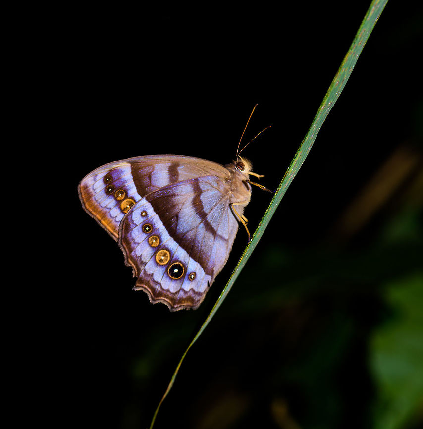 Andromeda satyr at night, Uraba, Colombia  Andromeda Satyr,Antioquia,Colombia,Colombia Choco & Pacific region,South America,Taygetis thamyra,Uraba,Urabá,World