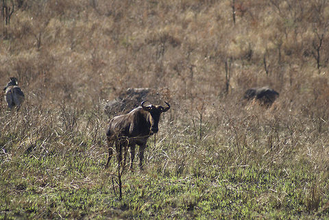 Wildebeest / Gnu A wildebeest amidst the dry grass of winter, on the lookout for predators in the Hluhluwe National Park of South Africa. Blue Wildebeest,Connochaetes taurinus,Gnu,Hluhluwe,Wildebeest