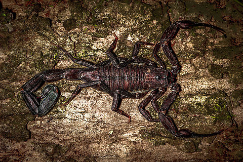 Mega Scorpion at night, Uraba, Colombia During an epic night tour in Uraba, we were still pumped from two consecutive snakes found in mere minutes, when I spotted this unusually large scorpion only a few inches from my head sitting on the bark of a tree. The photo is rotated and HDR processed. Of course, macro blows up the size of this scorpion, but it truly is large as evidences by the ant you can see directly below its stinger :)

Closeups of upper and lower body:
https://www.jungledragon.com/image/58808/mega_scorpion_at_night_-_upper_body_uraba_colombia.html
https://www.jungledragon.com/image/58809/mega_scorpion_at_night_-_lower_body_uraba_colombia.html Antioquia,Colombia,Colombia Choco & Pacific region,South America,Uraba,Urab&aacute;,World