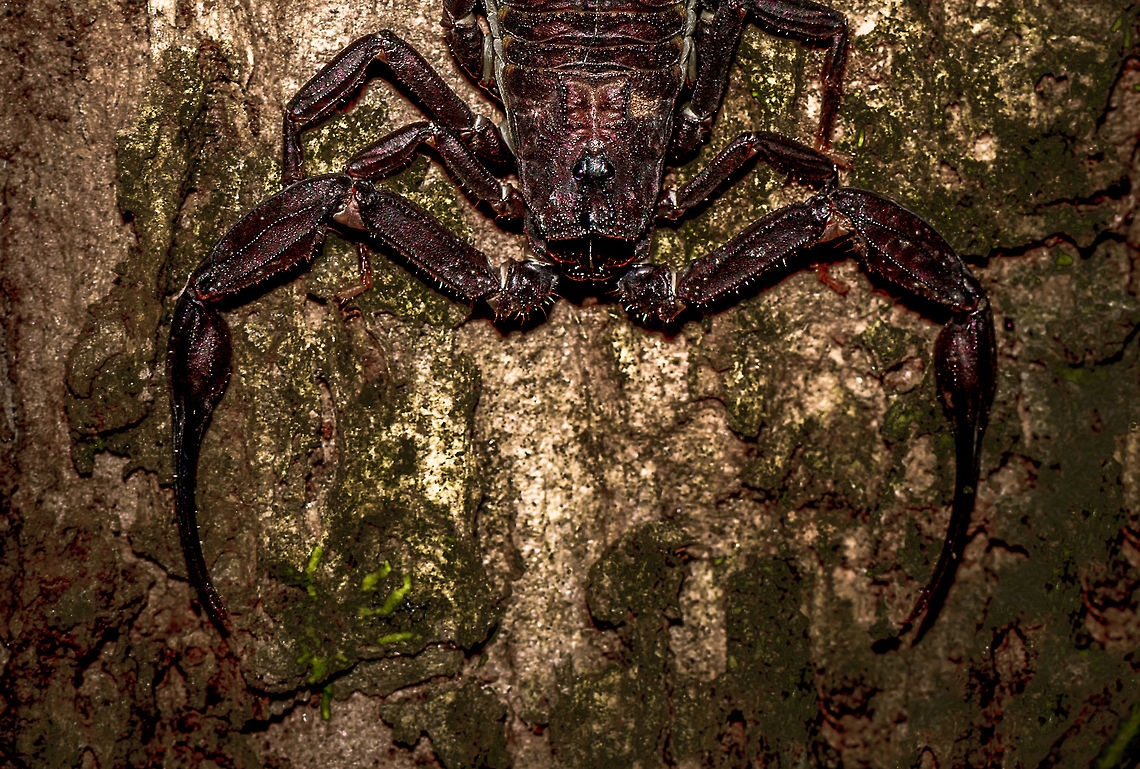 Mega Scorpion at night - upper body, Uraba, Colombia During an epic night tour in Uraba, we were still pumped from two consecutive snakes found in mere minutes, when I spotted this unusually large scorpion only a few inches from my head sitting on the bark of a tree. The photo is HDR processed. Lower body:<br />
<figure class="photo"><a href="https://www.jungledragon.com/image/58809/mega_scorpion_at_night_-_lower_body_uraba_colombia.html" title="Mega Scorpion at night - lower body, Uraba, Colombia"><img src="https://s3.amazonaws.com/media.jungledragon.com/images/2/58809_thumb.jpg?AWSAccessKeyId=05GMT0V3GWVNE7GGM1R2&Expires=1759968010&Signature=DrCh%2BU7l3rYqN7gbndNKNUo1p0Q%3D" width="200" height="132" alt="Mega Scorpion at night - lower body, Uraba, Colombia During an epic night tour in Uraba, we were still pumped from two consecutive snakes found in mere minutes, when I spotted this unusually large scorpion only a few inches from my head sitting on the bark of a tree. The photo is HDR processed. Upper body:<br />
https://www.jungledragon.com/image/58808/mega_scorpion_at_night_-_upper_body_uraba_colombia.html<br />
Full body shot:<br />
<br />
https://www.jungledragon.com/image/58807/mega_scorpion_at_night_uraba_colombia.html Antioquia,Colombia,Colombia Choco &amp; Pacific region,South America,Uraba,Urab&aacute;,World" /></a></figure><br />
Full body shot:<br />
<br />
<figure class="photo"><a href="https://www.jungledragon.com/image/58807/mega_scorpion_at_night_uraba_colombia.html" title="Mega Scorpion at night, Uraba, Colombia"><img src="https://s3.amazonaws.com/media.jungledragon.com/images/2/58807_thumb.jpg?AWSAccessKeyId=05GMT0V3GWVNE7GGM1R2&Expires=1759968010&Signature=6FdByv%2F%2BkQCu2N6b9mFwGGAxbFY%3D" width="200" height="134" alt="Mega Scorpion at night, Uraba, Colombia During an epic night tour in Uraba, we were still pumped from two consecutive snakes found in mere minutes, when I spotted this unusually large scorpion only a few inches from my head sitting on the bark of a tree. The photo is rotated and HDR processed. Of course, macro blows up the size of this scorpion, but it truly is large as evidences by the ant you can see directly below its stinger :)<br />
<br />
Closeups of upper and lower body:<br />
https://www.jungledragon.com/image/58808/mega_scorpion_at_night_-_upper_body_uraba_colombia.html<br />
https://www.jungledragon.com/image/58809/mega_scorpion_at_night_-_lower_body_uraba_colombia.html Antioquia,Colombia,Colombia Choco &amp; Pacific region,South America,Uraba,Urab&aacute;,World" /></a></figure> Antioquia,Colombia,Colombia Choco & Pacific region,South America,Uraba,Urabá,World