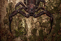 Mega Scorpion at night - upper body, Uraba, Colombia During an epic night tour in Uraba, we were still pumped from two consecutive snakes found in mere minutes, when I spotted this unusually large scorpion only a few inches from my head sitting on the bark of a tree. The photo is HDR processed. Lower body:<br />
https://www.jungledragon.com/image/58809/mega_scorpion_at_night_-_lower_body_uraba_colombia.html<br />
Full body shot:<br />
<br />
https://www.jungledragon.com/image/58807/mega_scorpion_at_night_uraba_colombia.html Antioquia,Colombia,Colombia Choco & Pacific region,South America,Uraba,Urabá,World
