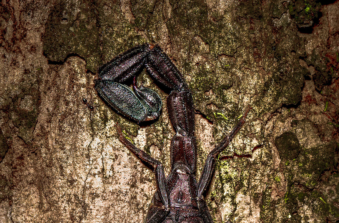 Mega Scorpion at night - lower body, Uraba, Colombia During an epic night tour in Uraba, we were still pumped from two consecutive snakes found in mere minutes, when I spotted this unusually large scorpion only a few inches from my head sitting on the bark of a tree. The photo is HDR processed. Upper body:<br />
<figure class="photo"><a href="https://www.jungledragon.com/image/58808/mega_scorpion_at_night_-_upper_body_uraba_colombia.html" title="Mega Scorpion at night - upper body, Uraba, Colombia"><img src="https://s3.amazonaws.com/media.jungledragon.com/images/2/58808_thumb.jpg?AWSAccessKeyId=05GMT0V3GWVNE7GGM1R2&Expires=1769040010&Signature=0AkzaKcRTKdE5%2BBl18wal6t2S8k%3D" width="200" height="136" alt="Mega Scorpion at night - upper body, Uraba, Colombia During an epic night tour in Uraba, we were still pumped from two consecutive snakes found in mere minutes, when I spotted this unusually large scorpion only a few inches from my head sitting on the bark of a tree. The photo is HDR processed. Lower body:<br />
https://www.jungledragon.com/image/58809/mega_scorpion_at_night_-_lower_body_uraba_colombia.html<br />
Full body shot:<br />
<br />
https://www.jungledragon.com/image/58807/mega_scorpion_at_night_uraba_colombia.html Antioquia,Colombia,Colombia Choco &amp; Pacific region,South America,Uraba,Urab&aacute;,World" /></a></figure><br />
Full body shot:<br />
<br />
<figure class="photo"><a href="https://www.jungledragon.com/image/58807/mega_scorpion_at_night_uraba_colombia.html" title="Mega Scorpion at night, Uraba, Colombia"><img src="https://s3.amazonaws.com/media.jungledragon.com/images/2/58807_thumb.jpg?AWSAccessKeyId=05GMT0V3GWVNE7GGM1R2&Expires=1769040010&Signature=yc4b4hTKLQXyI5A1KNwOjJAqn1A%3D" width="200" height="134" alt="Mega Scorpion at night, Uraba, Colombia During an epic night tour in Uraba, we were still pumped from two consecutive snakes found in mere minutes, when I spotted this unusually large scorpion only a few inches from my head sitting on the bark of a tree. The photo is rotated and HDR processed. Of course, macro blows up the size of this scorpion, but it truly is large as evidences by the ant you can see directly below its stinger :)<br />
<br />
Closeups of upper and lower body:<br />
https://www.jungledragon.com/image/58808/mega_scorpion_at_night_-_upper_body_uraba_colombia.html<br />
https://www.jungledragon.com/image/58809/mega_scorpion_at_night_-_lower_body_uraba_colombia.html Antioquia,Colombia,Colombia Choco &amp; Pacific region,South America,Uraba,Urab&aacute;,World" /></a></figure> Antioquia,Colombia,Colombia Choco & Pacific region,South America,Uraba,Urab&aacute;,World