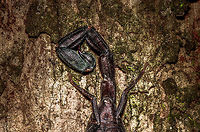 Mega Scorpion at night - lower body, Uraba, Colombia During an epic night tour in Uraba, we were still pumped from two consecutive snakes found in mere minutes, when I spotted this unusually large scorpion only a few inches from my head sitting on the bark of a tree. The photo is HDR processed. Upper body:<br />
https://www.jungledragon.com/image/58808/mega_scorpion_at_night_-_upper_body_uraba_colombia.html<br />
Full body shot:<br />
<br />
https://www.jungledragon.com/image/58807/mega_scorpion_at_night_uraba_colombia.html Antioquia,Colombia,Colombia Choco & Pacific region,South America,Uraba,Urabá,World