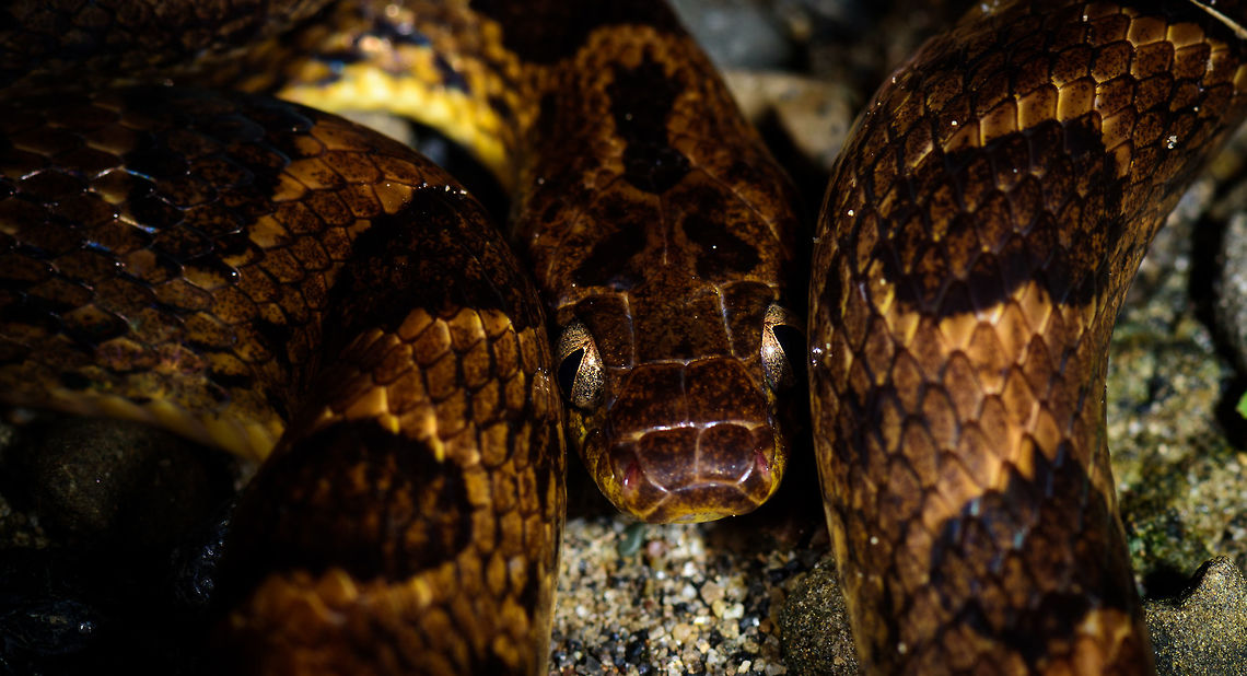 Northern Cat-eyed Snake, Uraba, Colombia Intimate portrait of a curled up Northern Cat-eyed Snake, our last observation of an epic night tour in Uraba. Top view:<br />
<figure class="photo"><a href="https://www.jungledragon.com/image/58811/northern_cat-eyed_snake_-_top_view_uraba_colombia.html" title="Northern Cat-eyed Snake - top view, Uraba, Colombia"><img src="https://s3.amazonaws.com/media.jungledragon.com/images/2/58811_thumb.jpg?AWSAccessKeyId=05GMT0V3GWVNE7GGM1R2&Expires=1759968010&Signature=NkWNWGKVj240wn61qxCNiUack7Y%3D" width="200" height="158" alt="Northern Cat-eyed Snake - top view, Uraba, Colombia Top view of a curled up Northern Cat-eyed Snake, our last observation of an epic night tour in Uraba. At eye level:<br />
https://www.jungledragon.com/image/58810/northern_cat-eyed_snake_uraba_colombia.html Antioquia,Colombia,Colombia Choco &amp; Pacific region,Leptodeira septentrionalis,Northern Cat-eyed Snake,South America,Uraba,Urab&aacute;,World" /></a></figure> Antioquia,Colombia,Colombia Choco & Pacific region,Leptodeira septentrionalis,Northern Cat-eyed Snake,South America,Uraba,Urabá,World