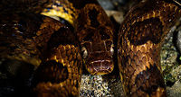 Northern Cat-eyed Snake, Uraba, Colombia Intimate portrait of a curled up Northern Cat-eyed Snake, our last observation of an epic night tour in Uraba. Top view:<br />
https://www.jungledragon.com/image/58811/northern_cat-eyed_snake_-_top_view_uraba_colombia.html Antioquia,Colombia,Colombia Choco & Pacific region,Leptodeira septentrionalis,Northern Cat-eyed Snake,South America,Uraba,Urabá,World