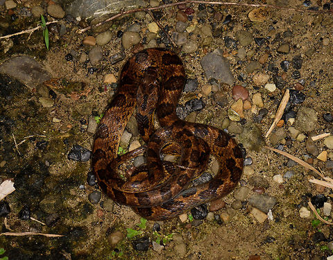 Northern Cat-eyed Snake - top view, Uraba, Colombia Top view of a curled up Northern Cat-eyed Snake, our last observation of an epic night tour in Uraba. At eye level:
https://www.jungledragon.com/image/58810/northern_cat-eyed_snake_uraba_colombia.html Antioquia,Colombia,Colombia Choco & Pacific region,Leptodeira septentrionalis,Northern Cat-eyed Snake,South America,Uraba,Urabá,World