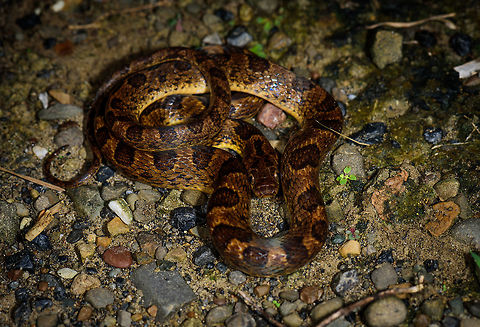 Northern Cat-eyed Snake - front view, Uraba, Colombia Front view of a curled up Northern Cat-eyed Snake, our last observation of an epic night tour in Uraba. Top view:
https://www.jungledragon.com/image/58811/northern_cat-eyed_snake_-_top_view_uraba_colombia.html
Closeup:

https://www.jungledragon.com/image/58810/northern_cat-eyed_snake_uraba_colombia.html Antioquia,Colombia,Colombia Choco & Pacific region,Leptodeira septentrionalis,Northern Cat-eyed Snake,South America,Uraba,Urabá,World