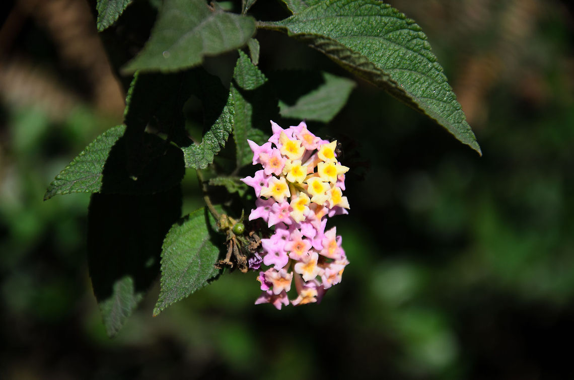 Madagascar winter plant Despite it being winter during our stay in Madagascar, temperatures are high enough for many colorful flowers to grow and bloom all year through. We found this pink and yellow flowering plant alongside the road. Geotagged,Lantana camara,Madagascar,Tana