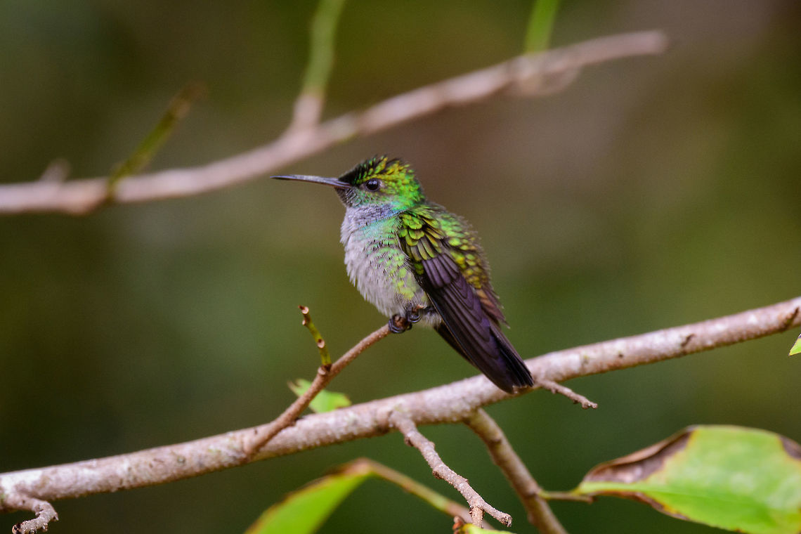 Blue-chested hummingbird, Uraba, Colombia A new day in Uraba, where our first spotting was this female  Blue-chested hummingbird. Which we&#039;ve seen in two locations now. The male we haven&#039;t seen so far. The species&#039; name is not very descriptive as the male has a clear blue patch in the neck and chin area, not really the chest.<br />
<br />
And here&#039;s the thing so typical of hummingbirds: their appearance strongly differentiating based on angle, pose, and light. Exact same bird, taken in the same minute even:<br />
<figure class="photo"><a href="https://www.jungledragon.com/image/58848/blue-chested_hummingbird_-_stretching_neck_uraba_colombia.html" title="Blue-chested hummingbird - stretching neck, Uraba, Colombia"><img src="https://s3.amazonaws.com/media.jungledragon.com/images/2/58848_thumb.jpg?AWSAccessKeyId=05GMT0V3GWVNE7GGM1R2&Expires=1759968010&Signature=sWNNSoH6gUJSeDH5HutaO%2FQ2Bdg%3D" width="102" height="152" alt="Blue-chested hummingbird - stretching neck, Uraba, Colombia A new day in Uraba, where our first spotting was this female Blue-chested hummingbird. Which we&#039;ve seen in two locations now. The male we haven&#039;t seen so far. The species&#039; name is not very descriptive as the male has a clear blue patch in the neck and chin area, not really the chest. Amazilia amabilis,Antioquia,Blue-chested hummingbird,Colombia,Colombia Choco &amp; Pacific region,Fall,Geotagged,South America,Uraba,Urab&aacute;,World" /></a></figure> Amazilia amabilis,Antioquia,Blue-chested hummingbird,Colombia,Colombia Choco & Pacific region,South America,Uraba,Urabá,World