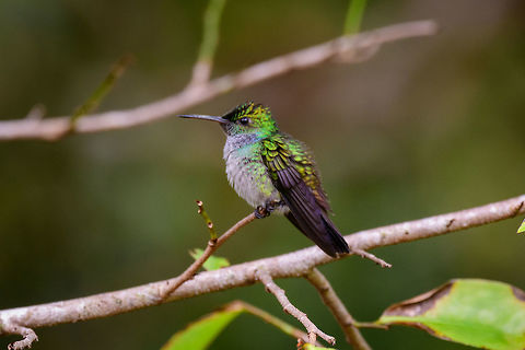 Blue-chested hummingbird, Uraba, Colombia A new day in Uraba, where our first spotting was this female  Blue-chested hummingbird. Which we've seen in two locations now. The male we haven't seen so far. The species' name is not very descriptive as the male has a clear blue patch in the neck and chin area, not really the chest.

And here's the thing so typical of hummingbirds: their appearance strongly differentiating based on angle, pose, and light. Exact same bird, taken in the same minute even:
https://www.jungledragon.com/image/58848/blue-chested_hummingbird_-_stretching_neck_uraba_colombia.html Amazilia amabilis,Antioquia,Blue-chested hummingbird,Colombia,Colombia Choco & Pacific region,South America,Uraba,Urab&aacute;,World