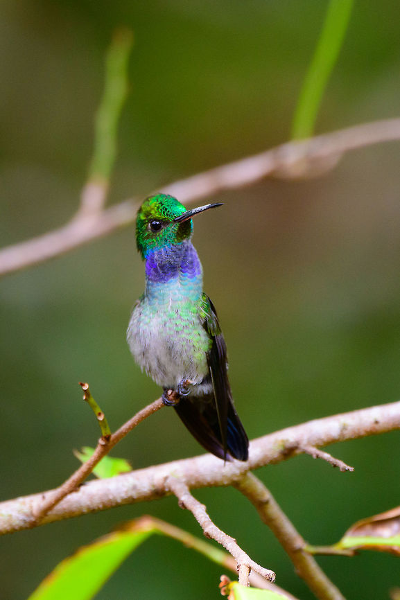Blue-chested hummingbird - stretching neck, Uraba, Colombia A new day in Uraba, where our first spotting was this female Blue-chested hummingbird. Which we've seen in two locations now. The male we haven't seen so far. The species' name is not very descriptive as the male has a clear blue patch in the neck and chin area, not really the chest. Amazilia amabilis,Antioquia,Blue-chested hummingbird,Colombia,Colombia Choco & Pacific region,Fall,Geotagged,South America,Uraba,Urab&aacute;,World