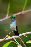 Blue-chested hummingbird - stretching neck, Uraba, Colombia A new day in Uraba, where our first spotting was this female Blue-chested hummingbird. Which we've seen in two locations now. The male we haven't seen so far. The species' name is not very descriptive as the male has a clear blue patch in the neck and chin area, not really the chest. Amazilia amabilis,Antioquia,Blue-chested hummingbird,Colombia,Colombia Choco & Pacific region,Fall,Geotagged,South America,Uraba,Urab&aacute;,World