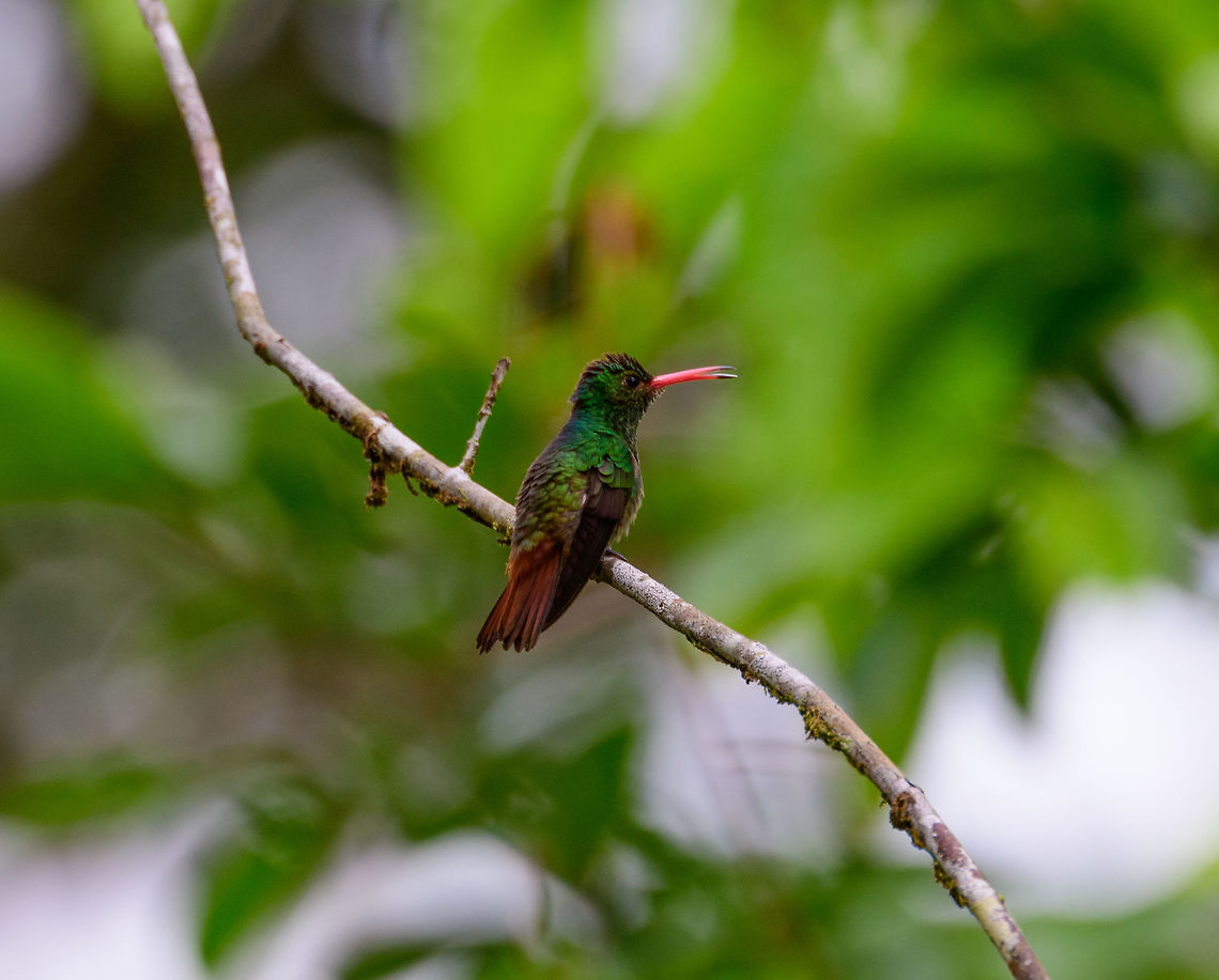 Rufous-tailed Hummingbird, Uraba, Colombia Described as mid-sized yet still only weighing a mere 5 grams. Yet it uses every gram to its full potential as it is highly aggressive and defensive of its food sources and is able to dominate over other hummingbird species. Amazilia tzacatl,Antioquia,Colombia,Colombia Choco & Pacific region,Fall,Geotagged,Rufous-tailed Hummingbird,South America,Uraba,Urabá,World