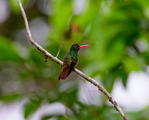 Rufous-tailed Hummingbird, Uraba, Colombia Described as mid-sized yet still only weighing a mere 5 grams. Yet it uses every gram to its full potential as it is highly aggressive and defensive of its food sources and is able to dominate over other hummingbird species. Amazilia tzacatl,Antioquia,Colombia,Colombia Choco & Pacific region,Fall,Geotagged,Rufous-tailed Hummingbird,South America,Uraba,Urab&aacute;,World