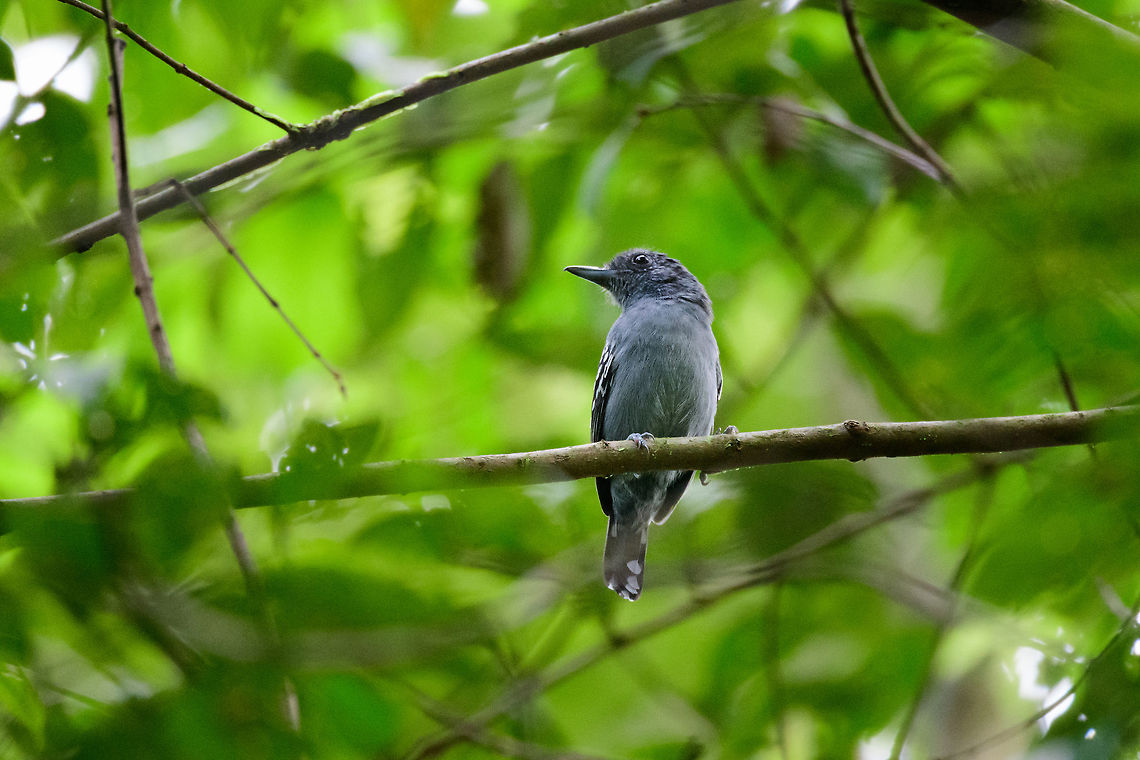 Black-crowned antshrike, Uraba, Colombia This is the male, the female has similar patterns yet is dull brown instead of dull grey. This species has been split from the slaty antshrike, therefore it was called the western slaty antshrike, but black-crowned antshrike is the newer and now accepted name. <br />
<br />
This is the only grey antshrike in its range, and can be identified based on that. Or based on the black crown, which is not visible from this angle. Antioquia,Black-crowned antshrike,Colombia,Colombia Choco & Pacific region,Fall,Geotagged,South America,Thamnophilus atrinucha,Uraba,Urabá,World