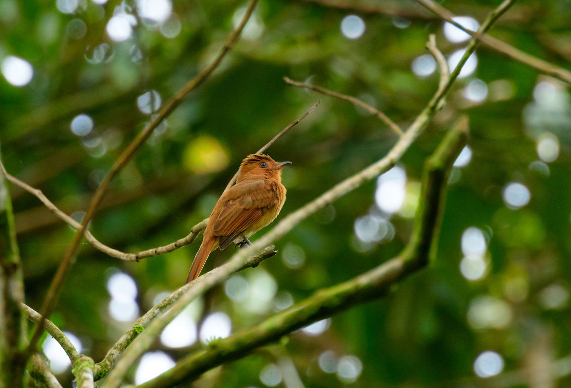 Rufous Piha, Uraba, Colombia  Antioquia,Colombia,Colombia Choco & Pacific region,Fall,Geotagged,Lipaugus unirufus,Rufous piha,South America,Uraba,Urabá,World