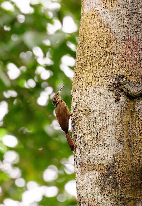 Cocoa woodcreeper, Uraba, Colombia Usually feeds alone, but a fun fact is that it occasionally assembles in groups and follows army ants on their path of war, picking up victims as easy food. This behavior is similar to antbirds and antshrikes, who are named after the behavior. A few examples of antbirds:<br />
<a href="https://www.jungledragon.com/wildlife/browse/animalia/chordata/aves/passeriformes/thamnophilidae" rel="nofollow">https://www.jungledragon.com/wildlife/browse/animalia/chordata/aves/passeriformes/thamnophilidae</a> Antioquia,Cocoa woodcreeper,Colombia,Colombia Choco & Pacific region,Fall,Geotagged,South America,Uraba,Urab&aacute;,World,Xiphorhynchus susurrans