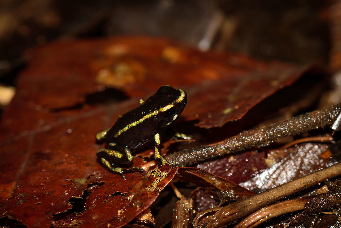 Yellow-bellied poison frog, Uraba, Colombia After a very rocky road we arrived in the Cotton-top Tamarin reserve, Uraba, Colombia. One of the most beautiful and pristine forests we've yet seen, but very hard to navigate as the terrain is extremely muddy and steep, and progress is slow. <br />
<br />
One highlight we did find is this small yet beautiful poison frog, most commonly named the yellow-bellied poison frog. It's only about 0.5 inch in size, here's a size reference shot:<br />
<figure class="photo"><a href="https://www.jungledragon.com/image/58876/yellow-bellied_poison_frog_-_size_reference_uraba_colombia.html" title="Yellow-bellied poison frog - size reference, Uraba, Colombia"><img src="https://s3.amazonaws.com/media.jungledragon.com/images/2/58876_thumb.jpg?AWSAccessKeyId=05GMT0V3GWVNE7GGM1R2&Expires=1759968010&Signature=Uo%2BE1F9360J7M1RbAY%2BmZs7RO%2B4%3D" width="200" height="156" alt="Yellow-bellied poison frog - size reference, Uraba, Colombia After a very rocky road we arrived in the Cotton-top Tamarin reserve, Uraba, Colombia. One of the most beautiful and pristine forests we've yet seen, but very hard to navigate as the terrain is extremely muddy and steep, and progress is slow.<br />
<br />
One highlight we did find is this small yet beautiful poison frog, most commonly named the yellow-bellied poison frog. It's only about 0.5 inch in size, here's a macro from the side:<br />
https://www.jungledragon.com/image/58875/yellow-bellied_poison_frog_uraba_colombia.html<br />
https://www.jungledragon.com/image/58878/yellow-bellied_poison_frog_-_full_body_closeup_uraba_colombia.html<br />
https://www.jungledragon.com/image/58879/yellow-bellied_poison_frog_-_head_closeup_uraba_colombia.html<br />
Andinobates fulguritus,Antioquia,Colombia,Colombia Choco & Pacific region,South America,Uraba,Urabá,World,Yellow-bellied poison frog" /></a></figure><br />
Full body closeup:<br />
<br />
<figure class="photo"><a href="https://www.jungledragon.com/image/58878/yellow-bellied_poison_frog_-_full_body_closeup_uraba_colombia.html" title="Yellow-bellied poison frog - full body closeup, Uraba, Colombia"><img src="https://s3.amazonaws.com/media.jungledragon.com/images/2/58878_thumb.jpg?AWSAccessKeyId=05GMT0V3GWVNE7GGM1R2&Expires=1759968010&Signature=ZnJiuFS2s3qeMPigp6WdsljYf5k%3D" width="200" height="134" alt="Yellow-bellied poison frog - full body closeup, Uraba, Colombia After a very rocky road we arrived in the Cotton-top Tamarin reserve, Uraba, Colombia. One of the most beautiful and pristine forests we've yet seen, but very hard to navigate as the terrain is extremely muddy and steep, and progress is slow.<br />
<br />
One highlight we did find is this small yet beautiful poison frog, most commonly named the yellow-bellied poison frog. It's only about 0.5 inch in size. This is a macro with shadows lifted, as it is a very dark frog.<br />
<br />
https://www.jungledragon.com/image/58876/yellow-bellied_poison_frog_-_size_reference_uraba_colombia.html<br />
https://www.jungledragon.com/image/58875/yellow-bellied_poison_frog_uraba_colombia.html<br />
https://www.jungledragon.com/image/58879/yellow-bellied_poison_frog_-_head_closeup_uraba_colombia.html Andinobates fulguritus,Antioquia,Colombia,Colombia Choco & Pacific region,South America,Uraba,Urabá,World,Yellow-bellied poison frog" /></a></figure><br />
Closeup of the head:<br />
<br />
<figure class="photo"><a href="https://www.jungledragon.com/image/58879/yellow-bellied_poison_frog_-_head_closeup_uraba_colombia.html" title="Yellow-bellied poison frog - head closeup, Uraba, Colombia"><img src="https://s3.amazonaws.com/media.jungledragon.com/images/2/58879_thumb.jpg?AWSAccessKeyId=05GMT0V3GWVNE7GGM1R2&Expires=1759968010&Signature=JQ6%2FwrfHd1G63GDhkDNGwmSlEDc%3D" width="200" height="174" alt="Yellow-bellied poison frog - head closeup, Uraba, Colombia After a very rocky road we arrived in the Cotton-top Tamarin reserve, Uraba, Colombia. One of the most beautiful and pristine forests we've yet seen, but very hard to navigate as the terrain is extremely muddy and steep, and progress is slow.<br />
<br />
One highlight we did find is this small yet beautiful poison frog, most commonly named the yellow-bellied poison frog. It's only about 0.5 inch in size. This is a macro crop of the head with shadows lifted, as it is a very dark frog. <br />
https://www.jungledragon.com/image/58878/yellow-bellied_poison_frog_-_full_body_closeup_uraba_colombia.html<br />
https://www.jungledragon.com/image/58875/yellow-bellied_poison_frog_uraba_colombia.html<br />
https://www.jungledragon.com/image/58876/yellow-bellied_poison_frog_-_size_reference_uraba_colombia.html Andinobates fulguritus,Antioquia,Colombia,Colombia Choco & Pacific region,South America,Uraba,Urabá,World,Yellow-bellied poison frog" /></a></figure> Andinobates fulguritus,Antioquia,Colombia,Colombia Choco & Pacific region,South America,Uraba,Urabá,World,Yellow-bellied poison frog