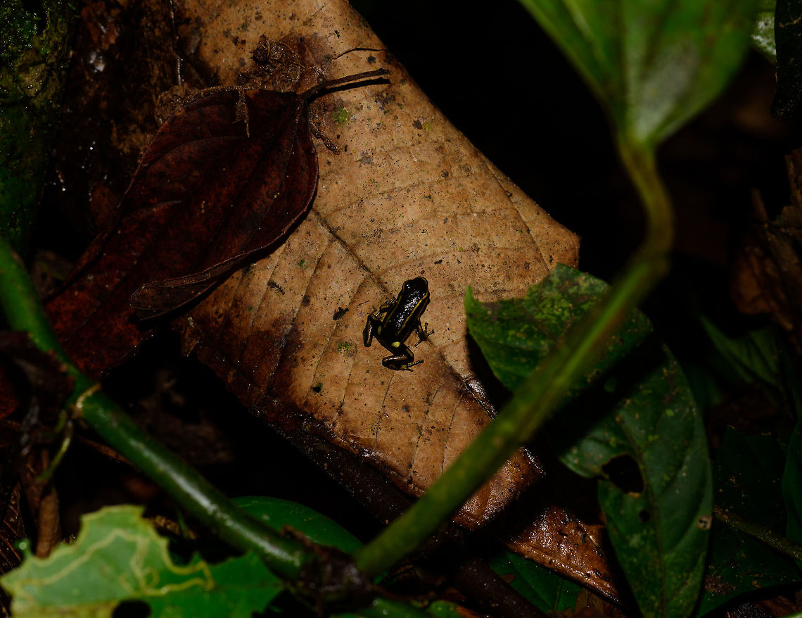Yellow-bellied poison frog - size reference, Uraba, Colombia After a very rocky road we arrived in the Cotton-top Tamarin reserve, Uraba, Colombia. One of the most beautiful and pristine forests we've yet seen, but very hard to navigate as the terrain is extremely muddy and steep, and progress is slow.<br />
<br />
One highlight we did find is this small yet beautiful poison frog, most commonly named the yellow-bellied poison frog. It's only about 0.5 inch in size, here's a macro from the side:<br />
<figure class="photo"><a href="https://www.jungledragon.com/image/58875/yellow-bellied_poison_frog_uraba_colombia.html" title="Yellow-bellied poison frog, Uraba, Colombia"><img src="https://s3.amazonaws.com/media.jungledragon.com/images/2/58875_thumb.jpg?AWSAccessKeyId=05GMT0V3GWVNE7GGM1R2&Expires=1759968010&Signature=NqjA0a4797WZUc2%2BtGe%2FrarcVAc%3D" width="200" height="134" alt="Yellow-bellied poison frog, Uraba, Colombia After a very rocky road we arrived in the Cotton-top Tamarin reserve, Uraba, Colombia. One of the most beautiful and pristine forests we've yet seen, but very hard to navigate as the terrain is extremely muddy and steep, and progress is slow. <br />
<br />
One highlight we did find is this small yet beautiful poison frog, most commonly named the yellow-bellied poison frog. It's only about 0.5 inch in size, here's a size reference shot:<br />
https://www.jungledragon.com/image/58876/yellow-bellied_poison_frog_-_size_reference_uraba_colombia.html<br />
Full body closeup:<br />
<br />
https://www.jungledragon.com/image/58878/yellow-bellied_poison_frog_-_full_body_closeup_uraba_colombia.html<br />
Closeup of the head:<br />
<br />
https://www.jungledragon.com/image/58879/yellow-bellied_poison_frog_-_head_closeup_uraba_colombia.html Andinobates fulguritus,Antioquia,Colombia,Colombia Choco & Pacific region,South America,Uraba,Urabá,World,Yellow-bellied poison frog" /></a></figure><br />
<figure class="photo"><a href="https://www.jungledragon.com/image/58878/yellow-bellied_poison_frog_-_full_body_closeup_uraba_colombia.html" title="Yellow-bellied poison frog - full body closeup, Uraba, Colombia"><img src="https://s3.amazonaws.com/media.jungledragon.com/images/2/58878_thumb.jpg?AWSAccessKeyId=05GMT0V3GWVNE7GGM1R2&Expires=1759968010&Signature=ZnJiuFS2s3qeMPigp6WdsljYf5k%3D" width="200" height="134" alt="Yellow-bellied poison frog - full body closeup, Uraba, Colombia After a very rocky road we arrived in the Cotton-top Tamarin reserve, Uraba, Colombia. One of the most beautiful and pristine forests we've yet seen, but very hard to navigate as the terrain is extremely muddy and steep, and progress is slow.<br />
<br />
One highlight we did find is this small yet beautiful poison frog, most commonly named the yellow-bellied poison frog. It's only about 0.5 inch in size. This is a macro with shadows lifted, as it is a very dark frog.<br />
<br />
https://www.jungledragon.com/image/58876/yellow-bellied_poison_frog_-_size_reference_uraba_colombia.html<br />
https://www.jungledragon.com/image/58875/yellow-bellied_poison_frog_uraba_colombia.html<br />
https://www.jungledragon.com/image/58879/yellow-bellied_poison_frog_-_head_closeup_uraba_colombia.html Andinobates fulguritus,Antioquia,Colombia,Colombia Choco & Pacific region,South America,Uraba,Urabá,World,Yellow-bellied poison frog" /></a></figure><br />
<figure class="photo"><a href="https://www.jungledragon.com/image/58879/yellow-bellied_poison_frog_-_head_closeup_uraba_colombia.html" title="Yellow-bellied poison frog - head closeup, Uraba, Colombia"><img src="https://s3.amazonaws.com/media.jungledragon.com/images/2/58879_thumb.jpg?AWSAccessKeyId=05GMT0V3GWVNE7GGM1R2&Expires=1759968010&Signature=JQ6%2FwrfHd1G63GDhkDNGwmSlEDc%3D" width="200" height="174" alt="Yellow-bellied poison frog - head closeup, Uraba, Colombia After a very rocky road we arrived in the Cotton-top Tamarin reserve, Uraba, Colombia. One of the most beautiful and pristine forests we've yet seen, but very hard to navigate as the terrain is extremely muddy and steep, and progress is slow.<br />
<br />
One highlight we did find is this small yet beautiful poison frog, most commonly named the yellow-bellied poison frog. It's only about 0.5 inch in size. This is a macro crop of the head with shadows lifted, as it is a very dark frog. <br />
https://www.jungledragon.com/image/58878/yellow-bellied_poison_frog_-_full_body_closeup_uraba_colombia.html<br />
https://www.jungledragon.com/image/58875/yellow-bellied_poison_frog_uraba_colombia.html<br />
https://www.jungledragon.com/image/58876/yellow-bellied_poison_frog_-_size_reference_uraba_colombia.html Andinobates fulguritus,Antioquia,Colombia,Colombia Choco & Pacific region,South America,Uraba,Urabá,World,Yellow-bellied poison frog" /></a></figure><br />
Andinobates fulguritus,Antioquia,Colombia,Colombia Choco & Pacific region,South America,Uraba,Urabá,World,Yellow-bellied poison frog