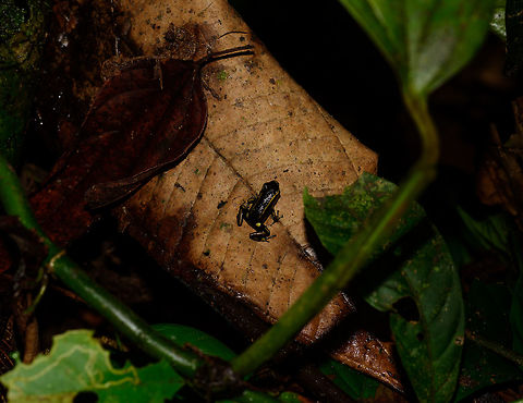 Yellow-bellied poison frog - size reference, Uraba, Colombia After a very rocky road we arrived in the Cotton-top Tamarin reserve, Uraba, Colombia. One of the most beautiful and pristine forests we've yet seen, but very hard to navigate as the terrain is extremely muddy and steep, and progress is slow.

One highlight we did find is this small yet beautiful poison frog, most commonly named the yellow-bellied poison frog. It's only about 0.5 inch in size, here's a macro from the side:
https://www.jungledragon.com/image/58875/yellow-bellied_poison_frog_uraba_colombia.html
https://www.jungledragon.com/image/58878/yellow-bellied_poison_frog_-_full_body_closeup_uraba_colombia.html
https://www.jungledragon.com/image/58879/yellow-bellied_poison_frog_-_head_closeup_uraba_colombia.html
 Andinobates fulguritus,Antioquia,Colombia,Colombia Choco & Pacific region,South America,Uraba,Urabá,World,Yellow-bellied poison frog