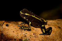 Yellow-bellied poison frog - full body closeup, Uraba, Colombia After a very rocky road we arrived in the Cotton-top Tamarin reserve, Uraba, Colombia. One of the most beautiful and pristine forests we've yet seen, but very hard to navigate as the terrain is extremely muddy and steep, and progress is slow.<br />
<br />
One highlight we did find is this small yet beautiful poison frog, most commonly named the yellow-bellied poison frog. It's only about 0.5 inch in size. This is a macro with shadows lifted, as it is a very dark frog.<br />
<br />
https://www.jungledragon.com/image/58876/yellow-bellied_poison_frog_-_size_reference_uraba_colombia.html<br />
https://www.jungledragon.com/image/58875/yellow-bellied_poison_frog_uraba_colombia.html<br />
https://www.jungledragon.com/image/58879/yellow-bellied_poison_frog_-_head_closeup_uraba_colombia.html Andinobates fulguritus,Antioquia,Colombia,Colombia Choco & Pacific region,South America,Uraba,Urabá,World,Yellow-bellied poison frog