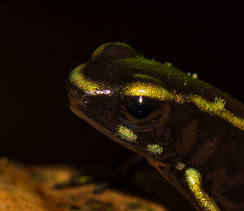 Yellow-bellied poison frog - head closeup, Uraba, Colombia After a very rocky road we arrived in the Cotton-top Tamarin reserve, Uraba, Colombia. One of the most beautiful and pristine forests we've yet seen, but very hard to navigate as the terrain is extremely muddy and steep, and progress is slow.

One highlight we did find is this small yet beautiful poison frog, most commonly named the yellow-bellied poison frog. It's only about 0.5 inch in size. This is a macro crop of the head with shadows lifted, as it is a very dark frog. 
https://www.jungledragon.com/image/58878/yellow-bellied_poison_frog_-_full_body_closeup_uraba_colombia.html
https://www.jungledragon.com/image/58875/yellow-bellied_poison_frog_uraba_colombia.html
https://www.jungledragon.com/image/58876/yellow-bellied_poison_frog_-_size_reference_uraba_colombia.html Andinobates fulguritus,Antioquia,Colombia,Colombia Choco & Pacific region,South America,Uraba,Urab&aacute;,World,Yellow-bellied poison frog