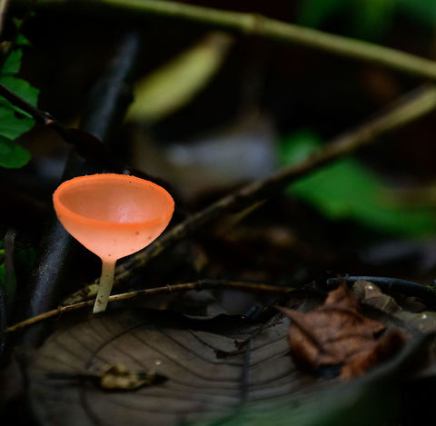Cookeina speciosa, Uraba, Colombia Presumed species based on a similar observation in Uraba, where Christine Young identified it:
https://www.jungledragon.com/image/58328/cup-like_fungus_uraba_colombia.html Antioquia,Colombia,Colombia Choco & Pacific region,Cookeina speciosa,Fall,Geotagged,South America,Uraba,Urabá,World
