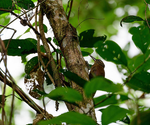 Cocoa woodcreeper - perched, Uraba, Colombia Antioquia,Cocoa woodcreeper,Colombia,Colombia Choco & Pacific region,Fall,Geotagged,South America,Uraba,Urabá,World,Xiphorhynchus susurrans